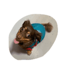 犬になりきれないたけし様（個別スタンプ：13）
