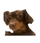 犬になりきれないたけし様（個別スタンプ：14）