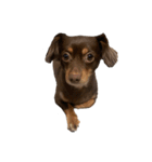 犬になりきれないたけし様（個別スタンプ：15）