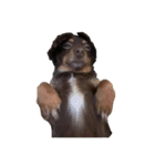 犬になりきれないたけし様（個別スタンプ：16）