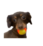 犬になりきれないたけし様（個別スタンプ：17）