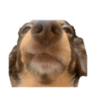 犬になりきれないたけし様（個別スタンプ：18）