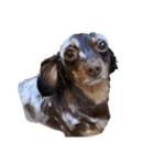 犬になりきれないたけし様（個別スタンプ：19）