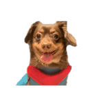 犬になりきれないたけし様（個別スタンプ：23）