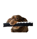 犬になりきれないたけし様（個別スタンプ：24）