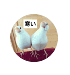 うちの文鳥とセキセイインコ、リアル（個別スタンプ：2）