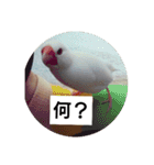 うちの文鳥とセキセイインコ、リアル（個別スタンプ：3）