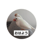 うちの文鳥とセキセイインコ、リアル（個別スタンプ：4）