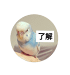 うちの文鳥とセキセイインコ、リアル（個別スタンプ：6）