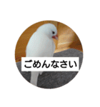 うちの文鳥とセキセイインコ、リアル（個別スタンプ：7）