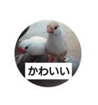 うちの文鳥とセキセイインコ、リアル（個別スタンプ：8）