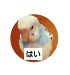 うちの文鳥とセキセイインコ、リアル（個別スタンプ：12）