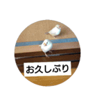 うちの文鳥とセキセイインコ、リアル（個別スタンプ：13）