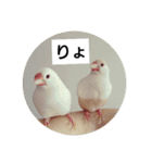 うちの文鳥とセキセイインコ、リアル（個別スタンプ：14）