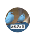 うちの文鳥とセキセイインコ、リアル（個別スタンプ：15）