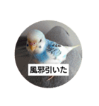 うちの文鳥とセキセイインコ、リアル（個別スタンプ：16）