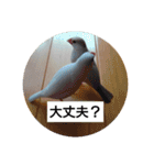 うちの文鳥とセキセイインコ、リアル（個別スタンプ：17）