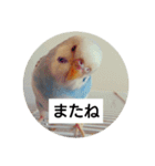 うちの文鳥とセキセイインコ、リアル（個別スタンプ：18）