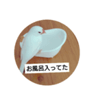 うちの文鳥とセキセイインコ、リアル（個別スタンプ：19）