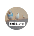 うちの文鳥とセキセイインコ、リアル（個別スタンプ：20）