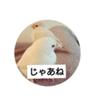 うちの文鳥とセキセイインコ、リアル（個別スタンプ：22）