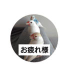 うちの文鳥とセキセイインコ、リアル（個別スタンプ：24）