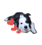 Bordercollie PAO＆RAN（個別スタンプ：1）