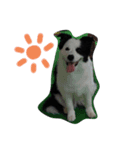 Bordercollie PAO＆RAN（個別スタンプ：2）