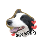 Bordercollie PAO＆RAN（個別スタンプ：3）