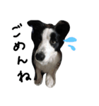 Bordercollie PAO＆RAN（個別スタンプ：4）