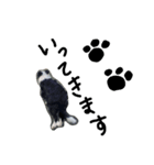 Bordercollie PAO＆RAN（個別スタンプ：5）
