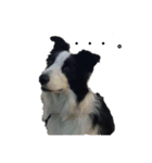 Bordercollie PAO＆RAN（個別スタンプ：7）