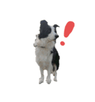 Bordercollie PAO＆RAN（個別スタンプ：8）