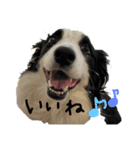 Bordercollie PAO＆RAN（個別スタンプ：9）
