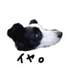 Bordercollie PAO＆RAN（個別スタンプ：10）