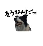 Bordercollie PAO＆RAN（個別スタンプ：11）