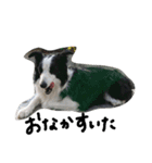 Bordercollie PAO＆RAN（個別スタンプ：12）