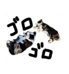 Bordercollie PAO＆RAN（個別スタンプ：13）