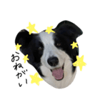 Bordercollie PAO＆RAN（個別スタンプ：14）