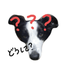 Bordercollie PAO＆RAN（個別スタンプ：15）