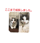 猫は気まま1（個別スタンプ：7）