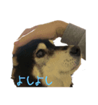 そうです、私が変なおじさんでし（個別スタンプ：7）