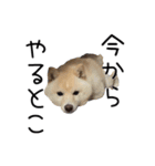 愉快な豆柴たち2（個別スタンプ：2）