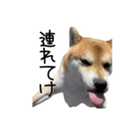 愉快な豆柴たち2（個別スタンプ：3）