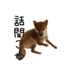 愉快な豆柴たち2（個別スタンプ：5）