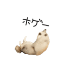 愉快な豆柴たち2（個別スタンプ：8）