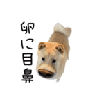 愉快な豆柴たち2（個別スタンプ：14）
