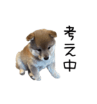 愉快な豆柴たち2（個別スタンプ：15）