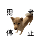 愉快な豆柴たち2（個別スタンプ：16）