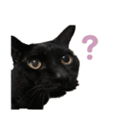 きりねこ ˙꒳˙)（個別スタンプ：1）